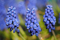 Gardening can make an important contribution to the population development of plant species. The grape hyacinth (<em>Muscari botryoides</em>) is listed as "vulnerable" on the German Red List, but is often used as an ornamental and has increased its population by 65 percent in recent decades. (Picture: Wikimedia Commons)