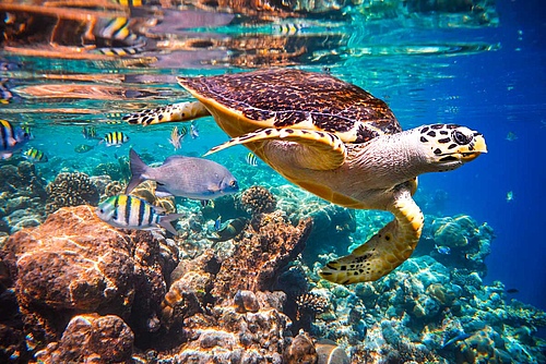 The importance of climate change as a cause of global species loss is increasing steadily. The most threatened ecosystems are coral reefs. Image: Andrey Armyagov/Shutterstock.com
