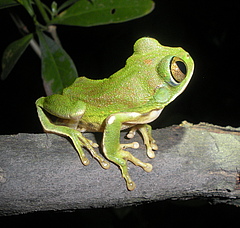 A juvenile Leptopelis flavomaculatus, one of the study species in the paper. Photo: Beryl Akoth Bwong