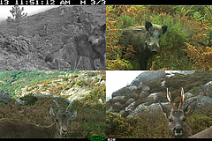 Kamerafallen, wie hier im Peneda-Ger&ecirc;s-Nationalpark in Portugal, sind wichtige Monitoring-Instrumente, um die Anwesenheit von S&auml;ugetierarten und anderen gro&szlig;en Tieren zu erfassen. Es gibt jedoch kein weltweites Monitoringprogramm f&uuml;r Kamerafallen, und Langzeitdaten existieren nur von wenigen Standorten.&nbsp; (Bild: Zuleger et al. 2023 (CC BY 4.0))