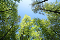 Biodiverse forests release fewer biogenic volatile organic compounds (BVOCs) into the atmosphere than monocultures. (Picture: Colourbox)