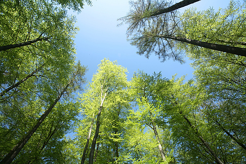 Biodiverse forests release fewer biogenic volatile organic compounds (BVOCs) into the atmosphere than monocultures. (Picture: Colourbox)