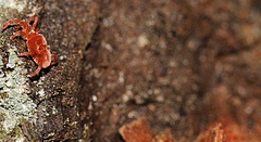 The velvet mite has a hairy body (Photo: Sarah Zieger).