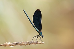 <em>Calopteryx virgo</em> breeds in rivers and streams and has been increasing since 1980 in Germany. This increase is reflecting a recovery from the impacts of past water pollution. (Picture: Andre Günther)