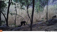 Schimpansen durchqueren die Savanne in Bafing, Mali, und wurden dabei von einer Kamerafalle "erwischt". (Bild: PanAf/MPI-EVA)
