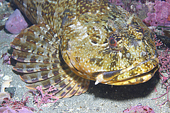 Weiterverbreiteten Arten wie Scropaenichthys marmoratus kommen in den Seetangw&auml;ldern immer h&auml;ufiger vor. (Bild: Steve Lonhart)