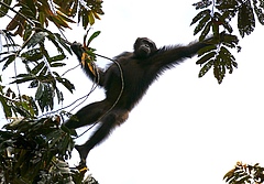 Die Studienautoren sch&auml;tzen die Gesamtpopulation f&uuml;r den Zentralafrikanischen Schimpansen, der auf diesem Foto zu sehen ist, auf fast 130,000 Individuen. Das ist um rund ein Zehntel mehr als bisher gedacht. (Bild: Emma Strokes/WCS)