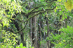 Tropischer Regenwald in Laos, S&uuml;dostasien - eine Region, in der sich aufgrund geologischer Dynamiken eine sehr hohe Artenvielfalt entwickeln konnte. (Bild: Foto: Oskar Hagen/iDiv)