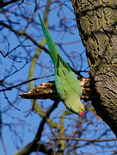 The Rose-ringed Parakeet (Psittacula krameri manillensis) comes from Asia, but has already established in London and is competing with European bird species for food and nesting sites. Photo: Tim M. Blackburn, University College London