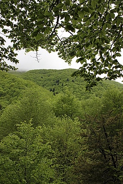 Beech forest in Gran Sasso National park (photo: Francesco Maria Sabatini).