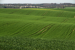 Landnutzungswandel gilt als der wichtigste Grund f&uuml;r den R&uuml;ckgang biologischer Vielfalt im 20. Jahrhundert. Das Foto zeigt ein intensiv bewirtschaftetes Getreidefeld in Deutschland (Bild: Guy Pe’er)