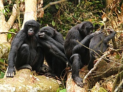 Bonobos during a grooming session (Photo: Zanna Clay /  LuiKotale Bonobo Research Project).