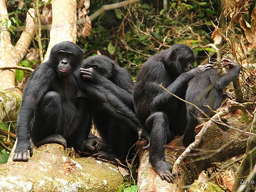 Bonobos during a grooming session (Photo: Zanna Clay /  LuiKotale Bonobo Research Project).