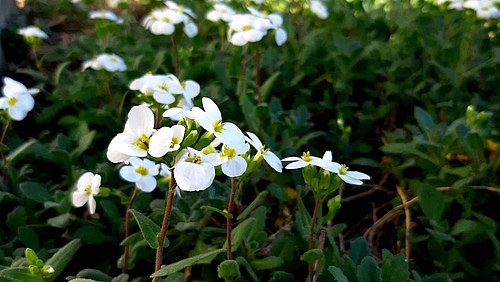 Short-lived plant species like grasses and herbs (here <em>Arabis fecunda</em>) are likely to suffer much more from future climatic change than long-lived species - less due to higher temperatures, but rather from a lack of water. (Picture: Radmila Savkovic on Pixabay)
