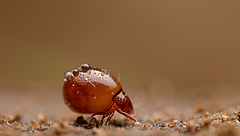 Hornmilbe der Familie Euphthiracaridae. Diese Milben reisen lebend im Darm von Schnecken. (Bild: Andy Murray)