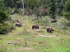 The brown bear (Ursus arctos) is among those carnivore species that are most exposed to roads globally.