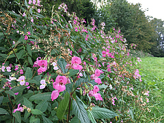 The Himalayan balsam (Impatiens glandulifera) along a forest edge in Germany. (Picture: Mark van Kleunen)