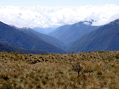 High Andean moist puna bunch grassland. (Picture: Pat Comer, NatureServe)