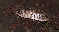 Isopods are small crustaeans that live in moist soil (Photo: Sarah Zieger).