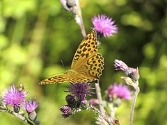 The Dark green fritillary (Speyeria aglaja) and other insects benefit from a diverse landscape. (Picture: Sebastian Lakner)