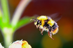 Flying Bumblebee. (photo: woodypina/Pixabay)
