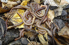 European earthworms of the species Lumbricus terrestris (photo: Simone Cesarz).