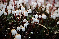 The white bell flowers of the Arctic heather are adaptations to life at the cold extremes of the tundra biome. (Picture: Elise Gallois)
