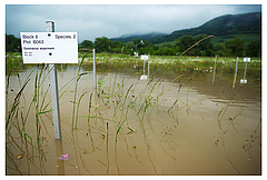 The Jena Experiment was flooded in 2013. Over the next four years, the resilience of species-rich and species-poor ecosystems to such extreme events will be studied in more detail (Picture: Victor Malakhov)