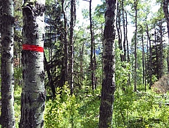 Typischer Pappelwald im Untersuchungsgebiet nahe Calgary, Alberta, Kanada.&nbsp; (Bild: M. Jochum)