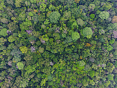 Fast 300 Baumarten wachsen in dem 50 Hektar gro&szlig;en und urspr&uuml;nglichen Wald auf Barro Colorado Island in Panama. (Bild: Christian Ziegler)