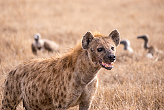 Spotted hyenas <em>(Crocuta crocuta)</em> are highly social animals with a predictable social status determined by family relationships and behavioural conventions. (Picture: Wikimedia Commons - A. Peach)