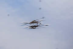 Contrary to the trend for land-dwelling insects, the number of freshwater insects has increased. This could be due to effective water protection measures. The photo shows common water striders (<em>Gerris lacustris</em>) while mating. (Picture: Oliver Thier)