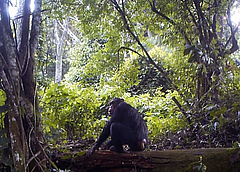 Die Forscher verwendeten Kotproben als nicht-invasive Methode, um genetisches Material zu gewinnen, ohne die Schimpansen zu st&ouml;ren.&nbsp; (Bild: MPI-EVA PanAf)