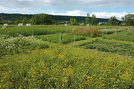 Experimental plots of the trait-based biodiversity experiment, established in 2010 in the framework of the Jena Experiment.
