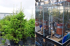 Healthy, grown-up trees of the original spruce clones used for the starving experiment (left) and experimental set-up used for CO2-starving and analyzing the spruce seedlings (right). (Picture: MPI-BGC)