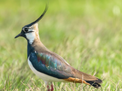 Northern Lapwing (Photo: A. Förster)