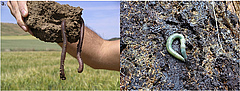 Figure 1: There are 7,000 described species of earthworms across the globe [1], and they vary considerably in their appearance. (a) Scherotheca gigas is an earthworm often found in France and Spain (photograph taken by Iñigo Virto). (b) Aporrectodea smaragdina is found in the Alps and eastern Europe (photograph taken by Michael Steinwandter).