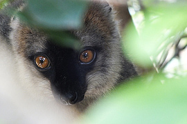 Photo of a lemur used as symbolic image for the research group Evolutionary Ecology of Dr Omer Nevo