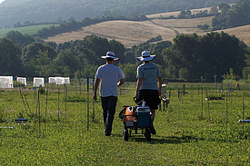 Researchers at work during field work on the experimental field site of the Jena Experiment (Photo: Annette Gockele)