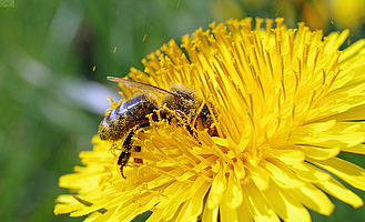 Bestäubung durch eine Biene