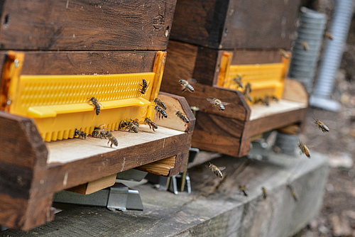Bees are exposed to a mixture of pesticides. Uni Halle / Markus Scholz