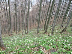 Hohler Lerchensporn (Cordyalis cava) wächst am Boden dieses Buchenwaldes in Slowenien (Foto: Mariana Ujhazyova).