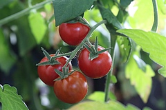 Tomaten sind schmackhaft und häufige Feldfüchte in der menschlichen Landwirtschaft (Foto: pixabay).