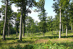 150 Jahre alte Eichen in der Forêt domaniale de Bercé (Foto: INRA / Didier Bert).