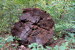Zahlreiche Organismen sind auf einen hohen Totholzanteil angewiesen, zum Beispiel viele Insektenarten. Auch viele Pilze brauchen Totholz – sie spielen als Zersetzer eine wichtige Rolle im Nährstoffkreislauf. Foto: Doris Wolst/UFZ