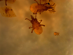 Die räuberischen Milben, Hypo aculifer, unter dem Mikroskop (Foto: Tom Künne).