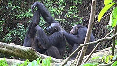 Männliche Schimpansen der Rekambo-Gruppe bei der gegenseitigen Fellpflege. (Bild: Tobias Deschner/Loango Chimpanzee Project)