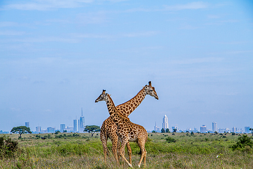 Massai-Giraffen im Nairobi-Nationalpark, am Stadtrand von Nairobi, Kenia (Foto: Boniface Muthoni/TNC Fotowettbewerb 2017)