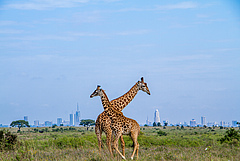 Massai-Giraffen im Nairobi-Nationalpark, am Stadtrand von Nairobi, Kenia (Foto: Boniface Muthoni/TNC Fotowettbewerb 2017)