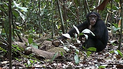 Ein Schimpanse im Taï Nationalpark, Elfenbeinküste knackt Nüsse. (Bild: Tobias Deschner/Taï Chimpanzee Project)
